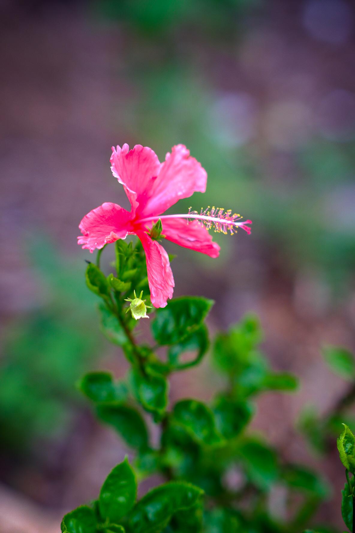 Beautiful Flower Product Image 1