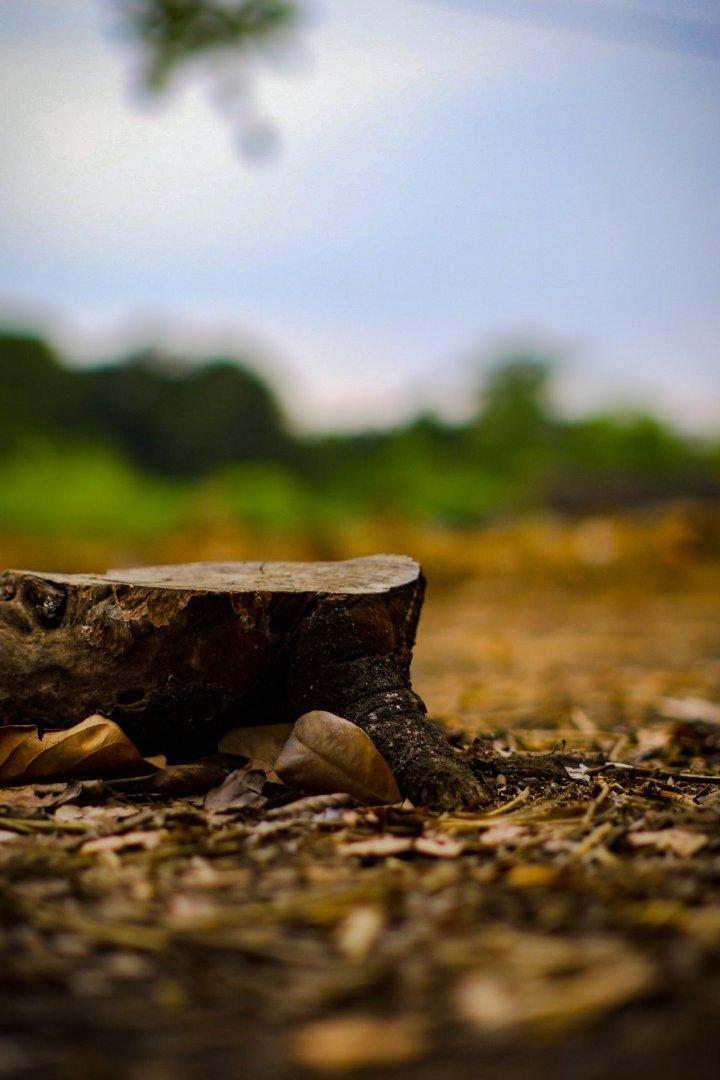 Rambutans with Leaves
