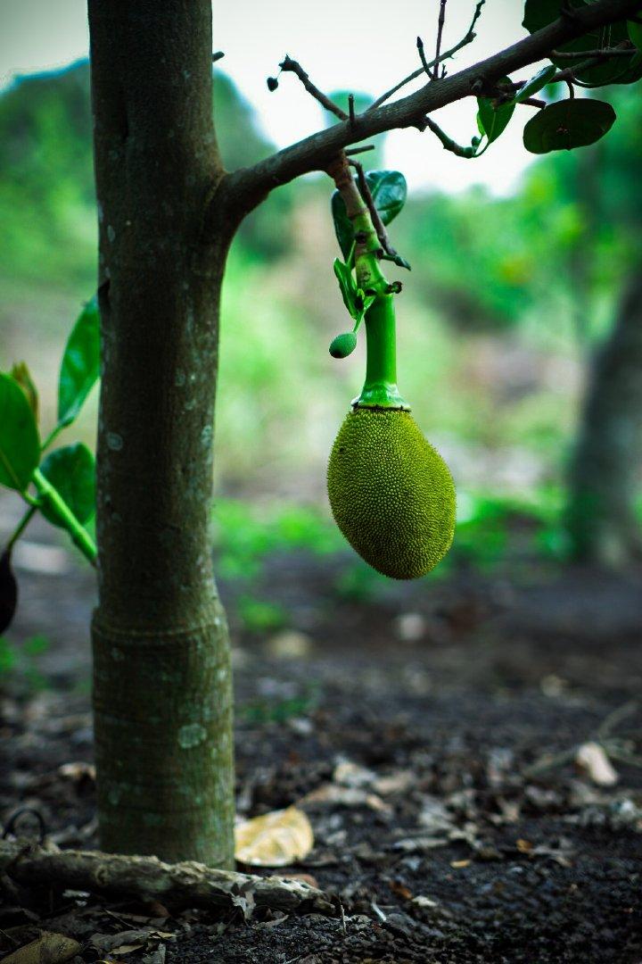 Beautiful Flower Product Image 4