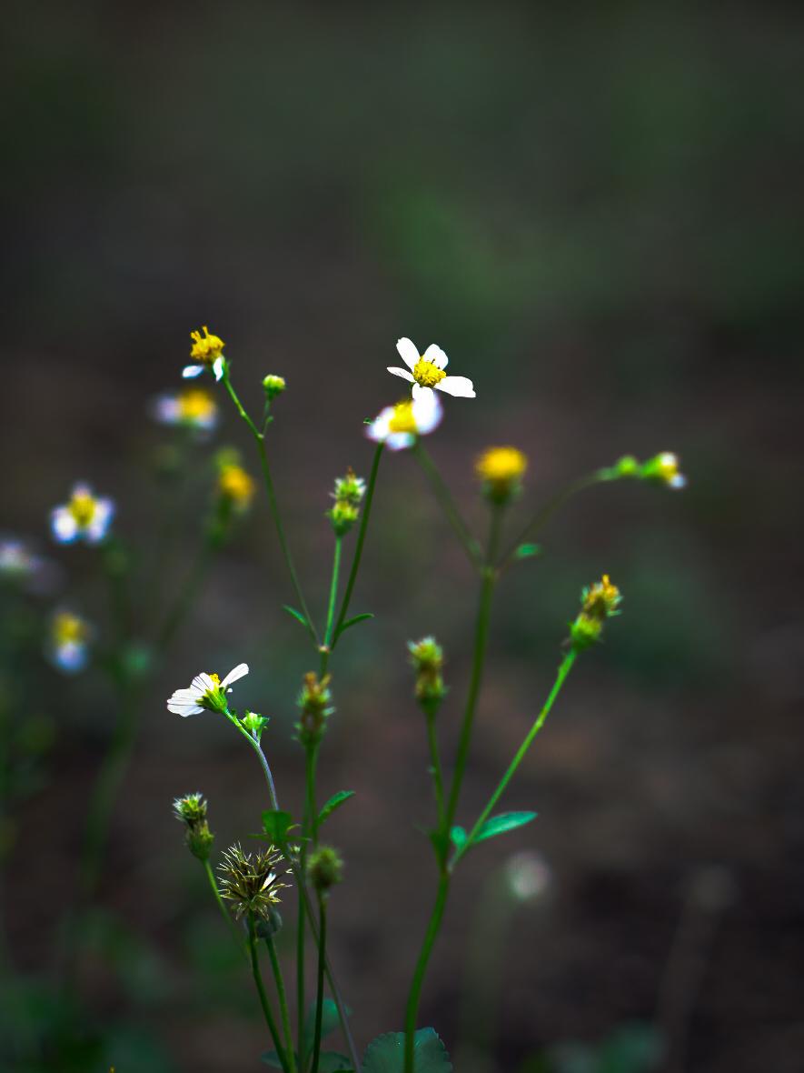 Beautiful Flower Product Image 3