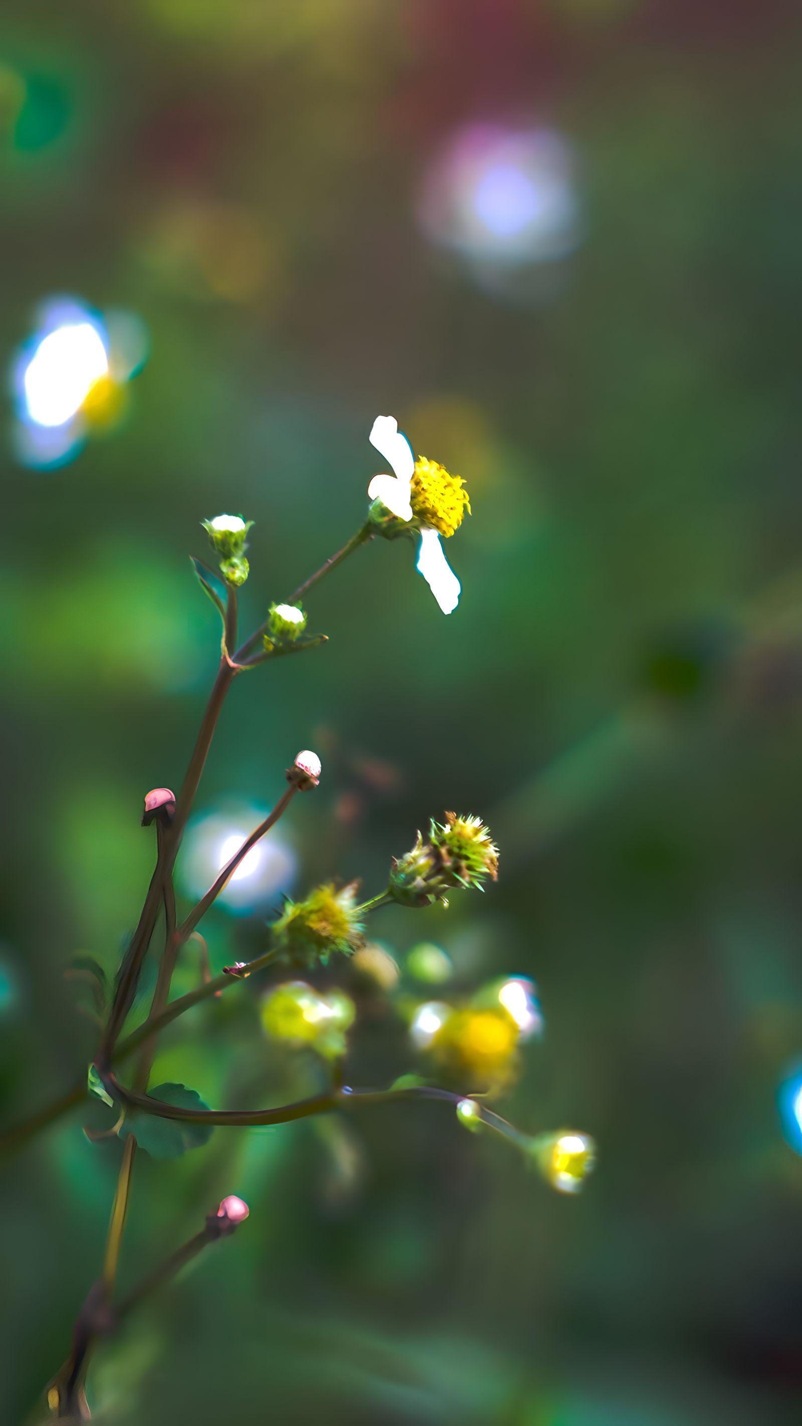 Beautiful Flower Product Image 5