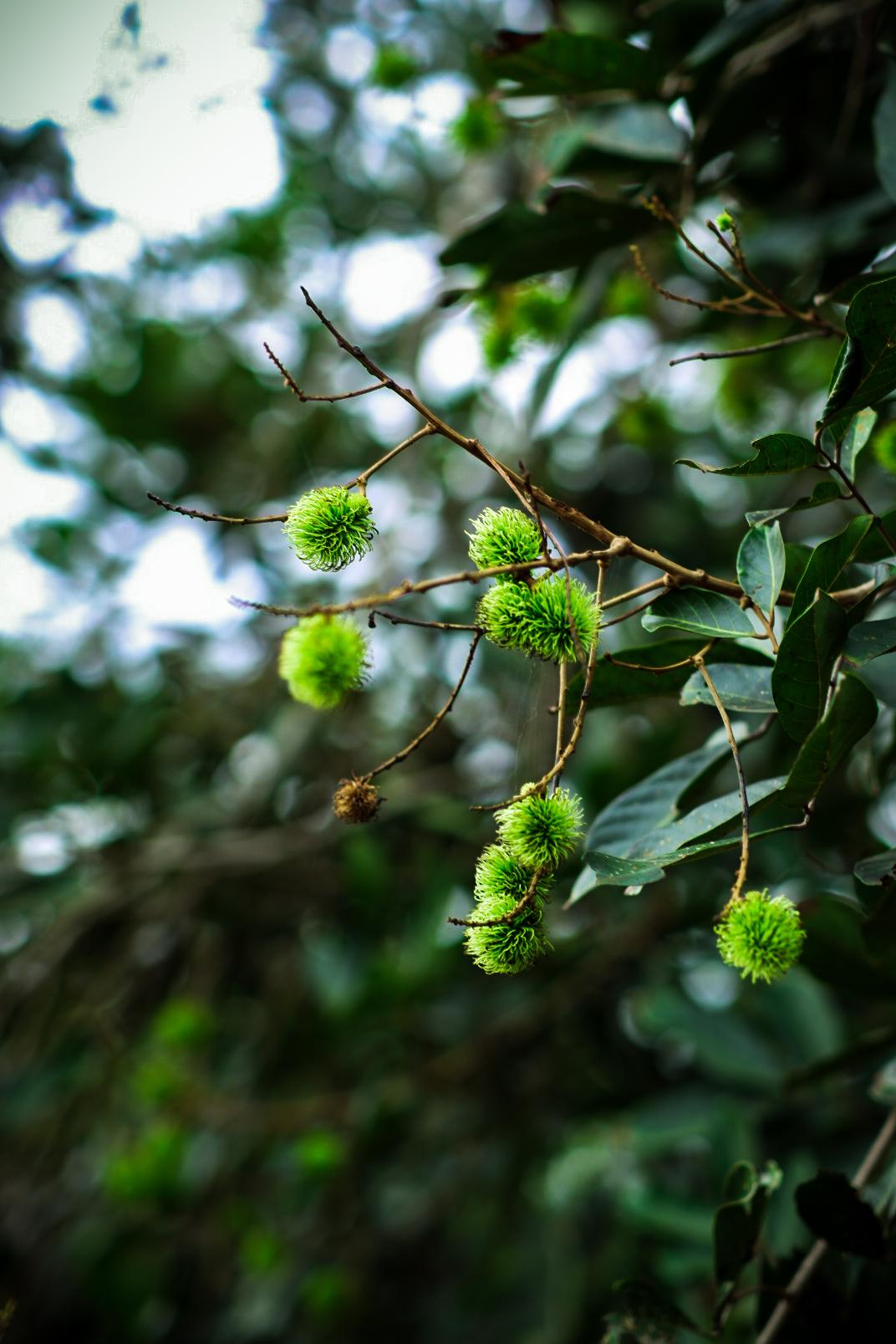 Fresh Green Rambutan