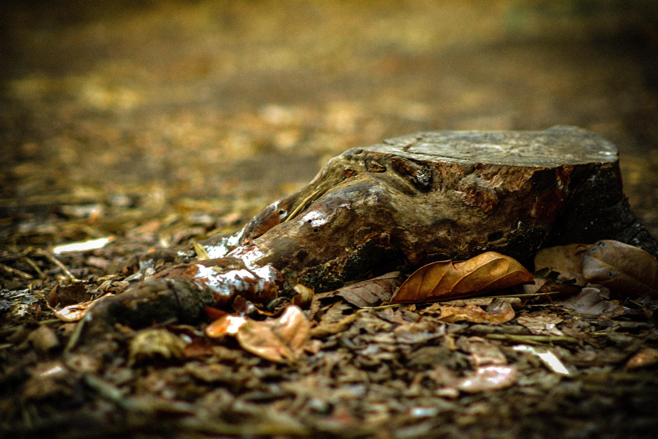 Beautiful Flower Product Image 2