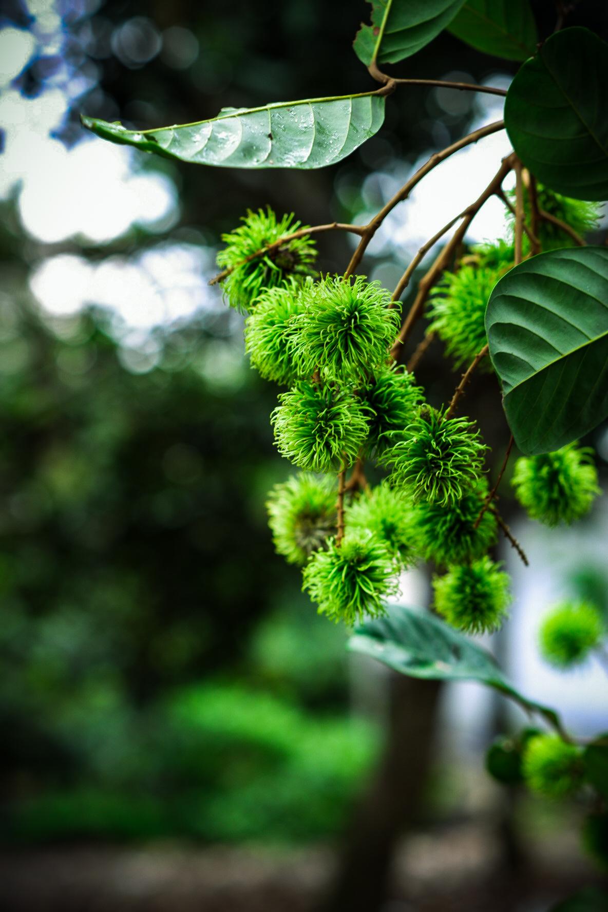 Green Rambutan Closeup